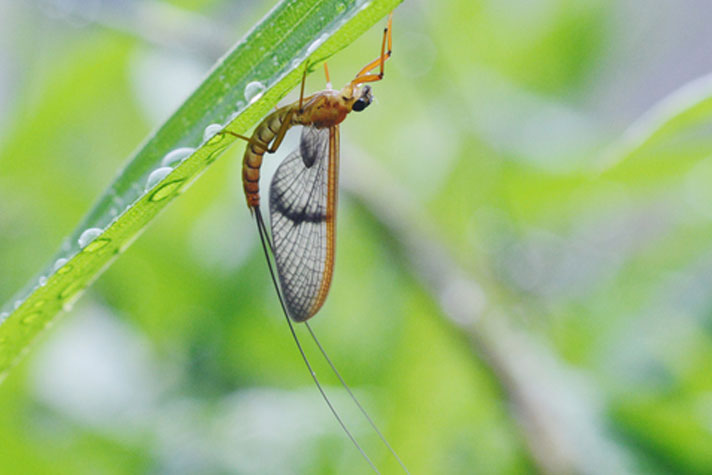 生き物たちの雨宿り 不便を愉しむ さえらるる暮らし