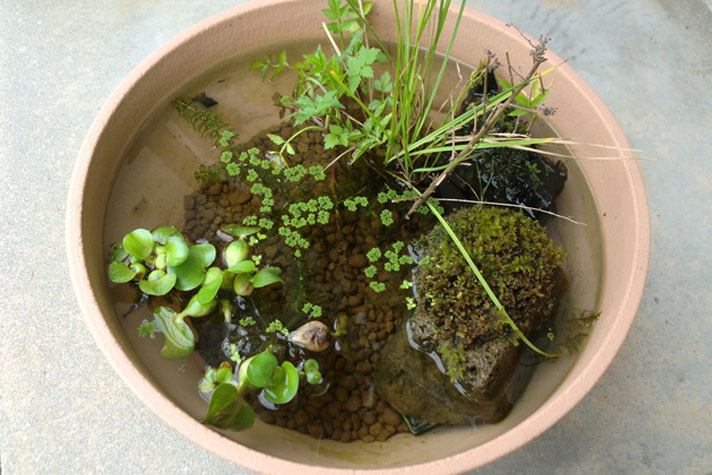 雨水を使った小さな水鉢ビオトープ