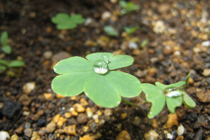 雨の匂いの正体とは