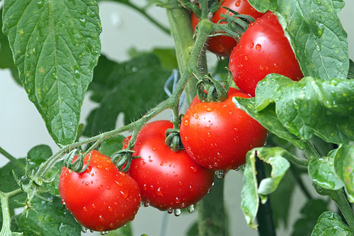 水耕栽培でミニトマトを種から育てよう