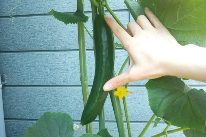 キュウリの水耕栽培