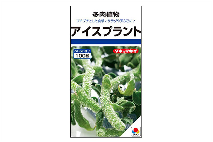 アイスプラントをおうちで水耕栽培