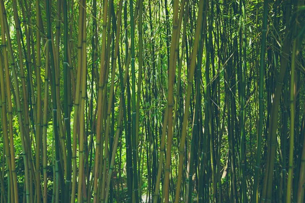 公長斎小菅 まゆ盆 網代編みトレイ 小