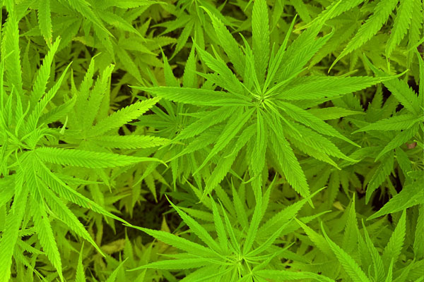 心凪ぐ、薫物揃え