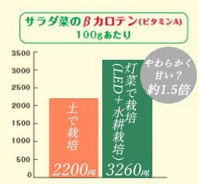 サラダ菜のβカロテン