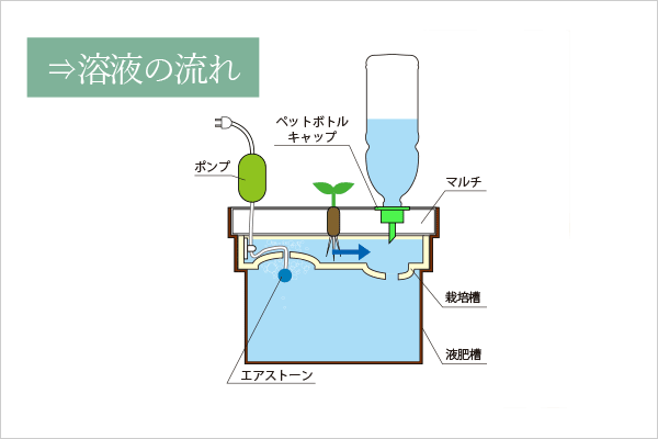 ホームハイポニカぷくぷく