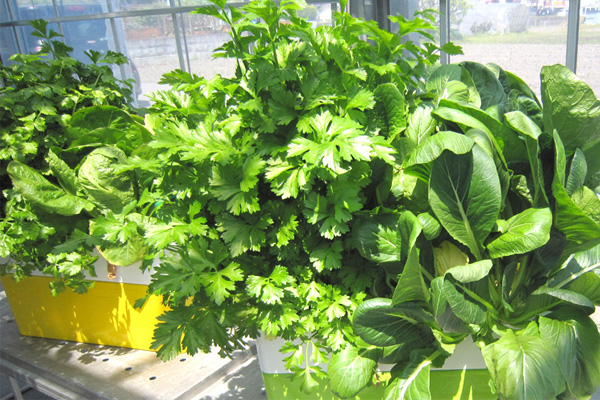 ホームハイポニカサラプラス 葉物野菜