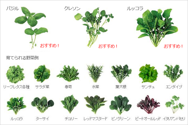 育てられる野菜例