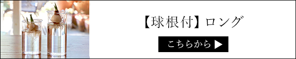 球根付き バルブベースロングこちらから