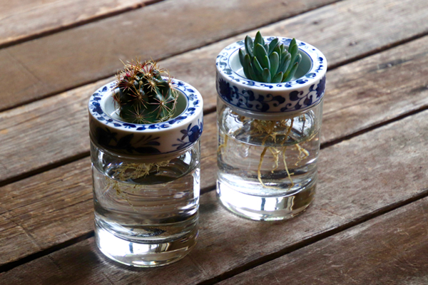 Sai Sui BLUE PLANTS
