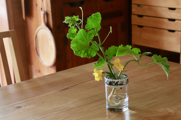 Sai Sui BLUE PLANTS