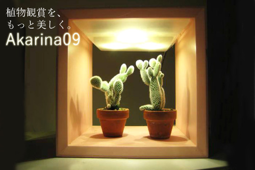 すべての美しい花の画像 ベスト植物 Led おすすめ すべての美しい花の画像 ベスト植物 Led おすすめ