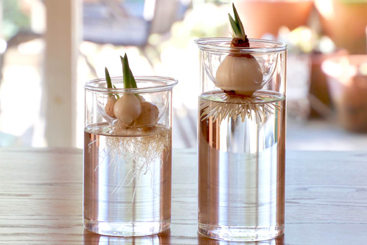 BULB VASE