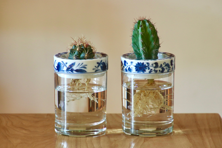 【水栽培】 CEMENT PRODUCE DESIGN SaiSui BLUE PLANTS