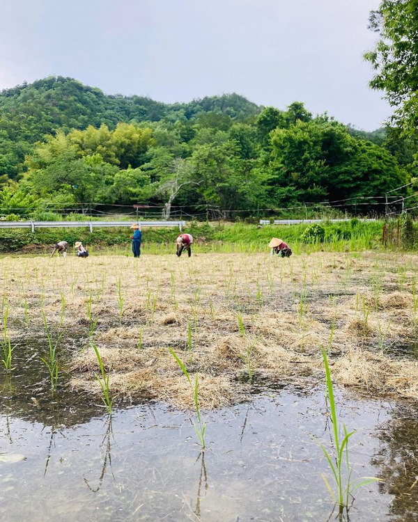 摘む5月から植える6月へ